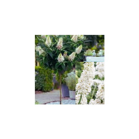 Budleja Davida Biała szczepiona